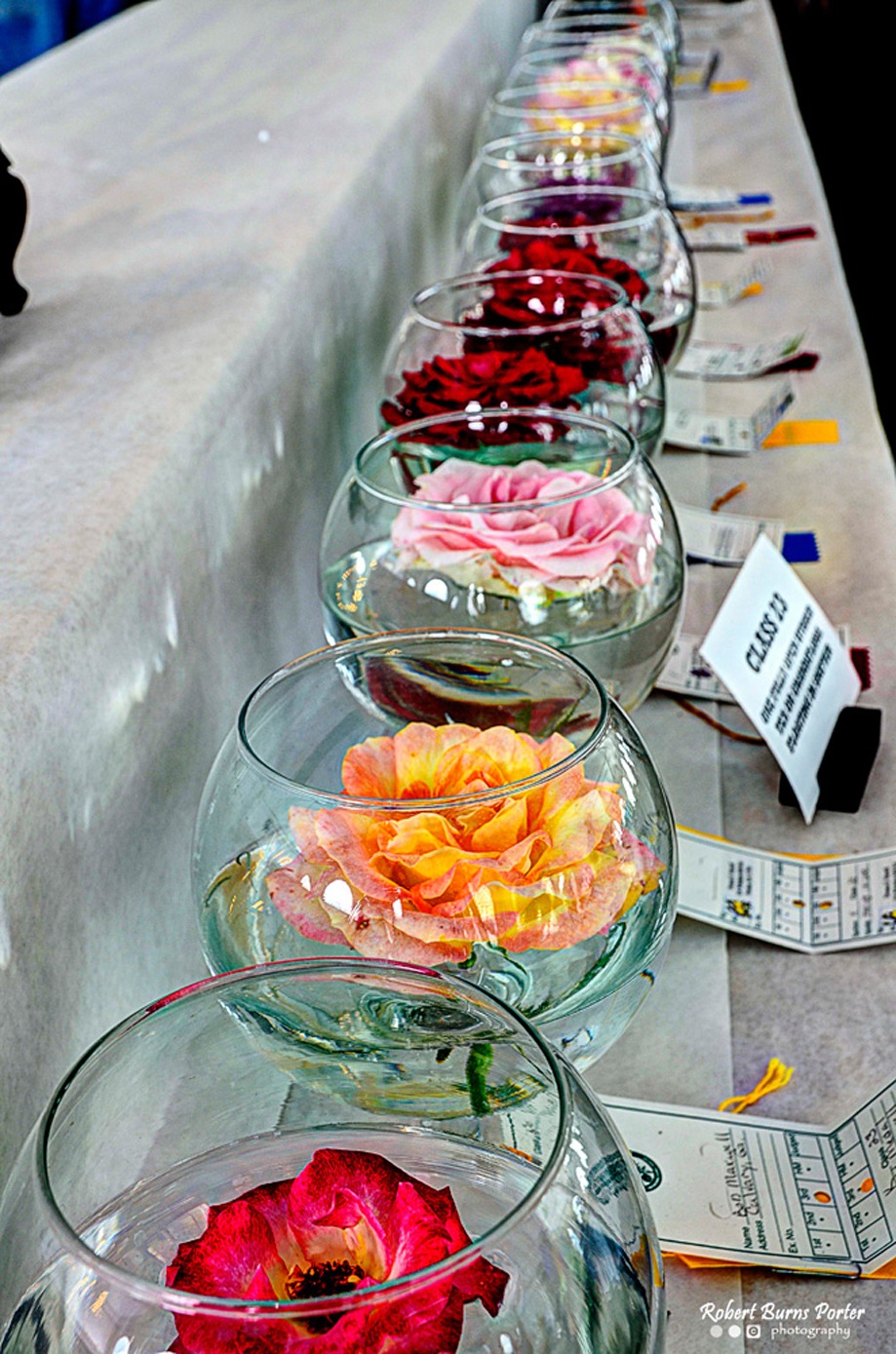THOMASVILLE ROSE SHOW & FESTIVAL